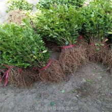 山东 注意了 这里的瓜子黄杨小苗质量棒 买了不吃亏