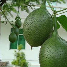 天堂果种植 来自天堂的圣果 天堂果种子 天堂红葫芦 药食多用的药材水果