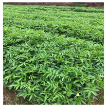 销售花椒树小苗 花椒树小苗 报价 无刺花椒树苗