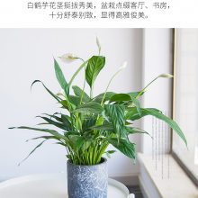  ֲ Ի ˮ໨