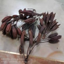 六轴子/闹羊花子/八里麻/羊踯躅子产地批发