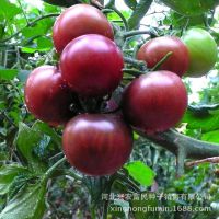 紫美人番茄种子 樱桃番茄 阳台盆栽庭院蔬菜  四季花籽花种子批发