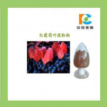 红葡萄叶提取物 10:1长期供应 多种规格