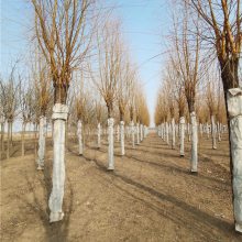 10公分金丝垂柳 基地供应 精心种植 园林植物