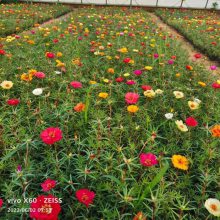 半枝莲 太阳花 时令草花 花坛租摆 花卉基地出售 大花地园林 花镜植物