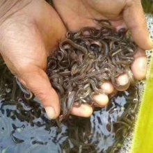 渔添下10号-大型水产养殖基地泥鳅技术之无土养殖是怎么养殖的