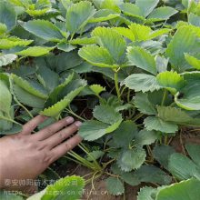 美六草莓苗 种植基地 帅阳苗木 红实美草莓苗 自有苗圃