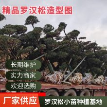 冷库储存小叶罗汉松种子供应 保鲜储藏发芽***