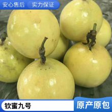 台农苗苗场出售百香果嫁接苗扦插苗地栽当年结果四季种植