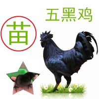 五黑鸡***格,五黑乌鸡怎么养殖