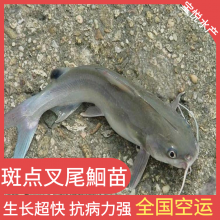 βtˮ βt ؿѧƷ