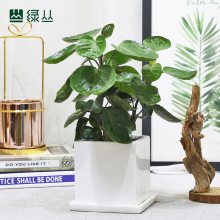绿丛园林武汉植物圆叶福禄桐好养护客厅茶室书房小树植物***办公室桌面净化绿植盆栽上门金钱兜石纹水泥盆