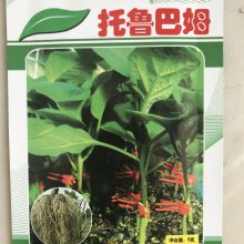 托鲁巴姆 茄子砧木 种子苗子 山东寿光蔬菜种业