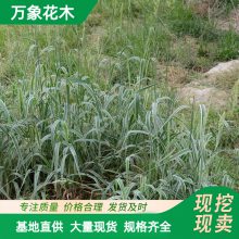��Ӧ ��Ҷ«�� �����̻���ľˮ��ֲ�� ʪ�س����쾰������
