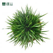 辰 ʽֲ 칫ֲ