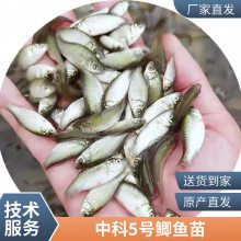 港发水产 专业淡水鱼 鲫鱼苗 存活***快速发货 可批发提供技术指导
