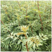 销售日本无刺花椒树苗 九叶青花椒树苗 多少钱一棵 无刺花椒树苗