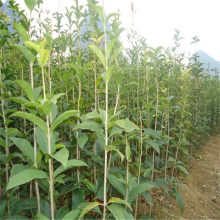 庭院带花苞阳台植物 桂花树基地 出售桂花树苗