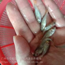 利鸿渔业 金大头鱼苗 金胖头 金花鲢鱼苗 鳙鱼全国包活发货 成活***