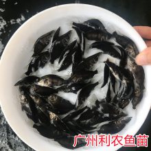 桂花鱼苗批发 优质鳜鱼苗7-9厘米大规格种苗稀有产品