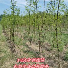 刺槐苗哪里多 荒山造林刺槐苗产地 1年2年刺槐苗规格