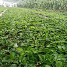 菠萝草莓苗 20量供应 帅阳苗木 红宝石草莓苗 种植厂家