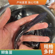 港发水产 抗病力强 鸭嘴鱼苗 存活***快速发货 存活*** 产量好 包品质