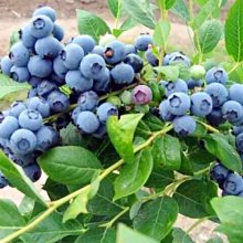 果树苗盆栽果树蓝莓苗黑珍珠蓝莓树苗南方北方带原土发货当年结果