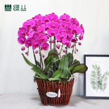***ֲڻ*** 񻨻 컨ֲ 