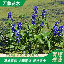 ���Թ�Ӧ ˮ��ֲ����û� ��ɫ�ر��� ԰��ͥԺ�̻���ľ