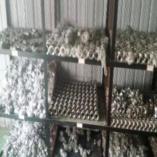 不锈钢合金钢承插管件 锻造管件 厚壁承插管件 船新管件