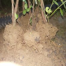 chunxi出售北海道黄杨苗 适合庭院围墙绿篱 发货快 易管理
