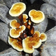 灵芝出芝菌袋 占地补偿食用菌 灵芝袋 灵芝种植技术 冠县灵芝菌包 灵芝菌种菌袋批发