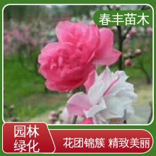 春丰苗木 基地现挖 粉菊花桃6-8公分 成活*** 适应性强