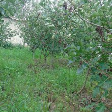 枣树占地苗 基地直销枣树苗 绿化用枣苗