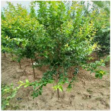 淄博石榴树苗*** 泰山红石榴苗 石榴树苗栽培技术