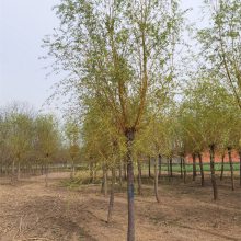 金枝垂柳 公路绿化 供货及时 适应性强