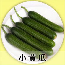 高原食材 小黄瓜泡沫箱1.5公斤 净重2斤 酒店 餐馆 家庭 一件代发