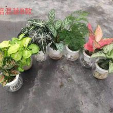 观叶植物盆栽万年青基地 批发粉黛万年青广东万年青玛丽安租赁观叶盆栽耐摆放 价格 厂家 中国供应商 观叶植物盆栽万年青基地 批发粉黛万年青广东万年青玛丽安租赁观叶盆栽耐摆放 价格 厂家 中国供应商