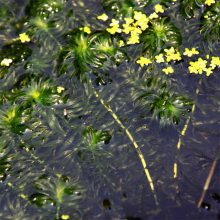 耐寒轮叶黑藻苗 零下40度地区可种植 水生态修复沉水植物