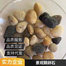 发现景观石 天然3-5-8cm鹅卵石批发铺地石笼景墙垃圾填埋滤料奇石