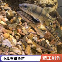 大型冷水溪水石斑鱼苗 红腹光唇鱼苗 好养花斑水花 成活***