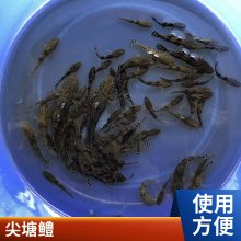 批发笋壳鱼苗 渔场 港发鱼水产厂 批发出售 基地直发成活***