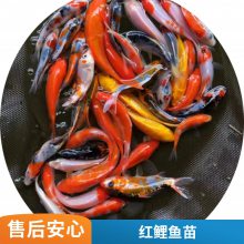 观赏价值高鱼苗 港发鱼苗场供应三色锦鲤鱼苗 品种齐全 颜色亮