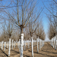 旱柳苗圃 买方验货 科学管理 现号现挖