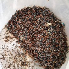 甘薯小象甲诱芯甘薯蚁象性诱剂甘薯小象甲引诱剂甘薯蚁象诱芯