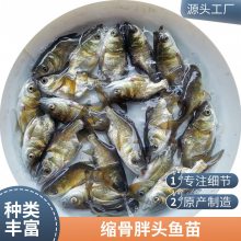肉质嫩滑 缩骨鳙鱼苗 杂交缩骨大头鱼苗 仙骨大头鱼苗指导技术