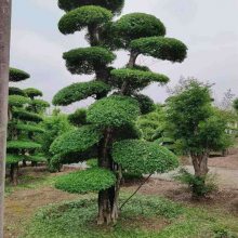 供应对节白蜡盆景-湖北白蜡盆景树桩-湖北京山造型白蜡大树