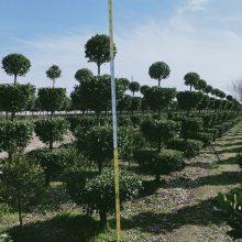 大叶黄杨造型_造型大叶黄杨树_******造型树