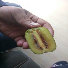 惠农农业 抗寒的红心猕猴桃苗种植技术 无毛奇异果树苗